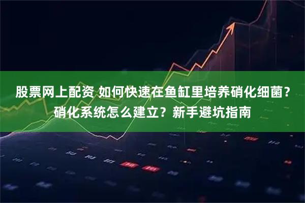 股票网上配资 如何快速在鱼缸里培养硝化细菌？硝化系统怎么建立？新手避坑指南